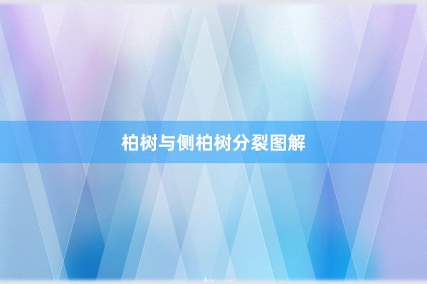 柏树与侧柏树分裂图解